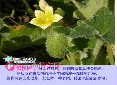 大班社会活动课件PPT《种子的旅行》PPT课件图片