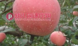 大班社会课件PPT《秋收真快乐》PPT课件图片