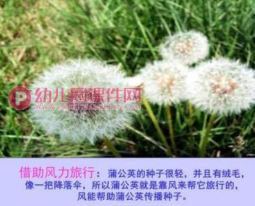 大班社会活动课件PPT《种子的旅行》PPT课件图片