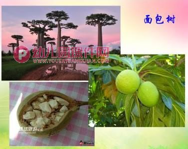 大班社会课件PPT《神奇的植物世界》PPT课件图片