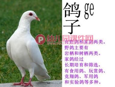 大班社会课件PPT《小鸟我们的朋友》PPT课件图片
