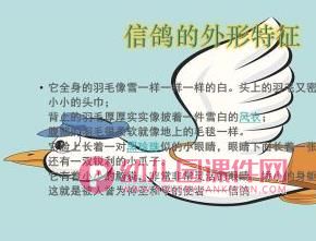 大班社会课件PPT《爱鸟聚会》PPT课件图片