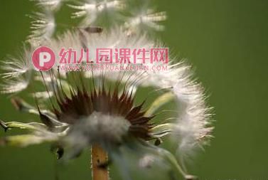 大班社会活动课件PPT《种子的旅行》PPT课件图片