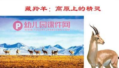 大班社会课件PPT《祖国妈妈特有的》PPT课件图片