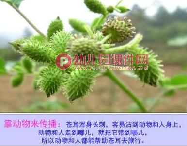 大班社会活动课件PPT《种子的旅行》PPT课件图片