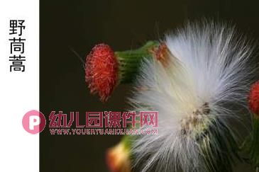 大班社会活动课件PPT《种子的旅行》PPT课件图片