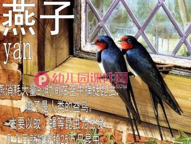 大班社会课件PPT《小鸟我们的朋友》PPT课件图片