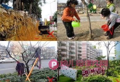 大班社会课件PPT《树木的作用》PPT课件图片