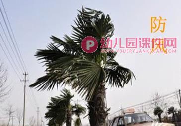 大班社会课件PPT《树木的作用》PPT课件图片