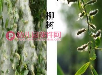 大班社会活动课件PPT《种子的旅行》PPT课件图片