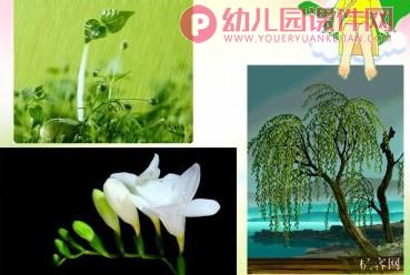 大班社会课件PPT《神奇的植物世界》PPT课件图片