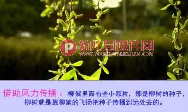 大班社会活动课件PPT《种子的旅行》PPT课件图片