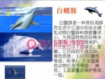 大班社会活动课件PPT《珍稀动物》PPT课件图片
