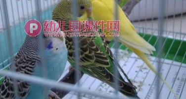 大班社会课件PPT《小鸟我们的朋友》PPT课件图片