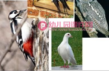 大班社会课件PPT《小鸟我们的朋友》PPT课件图片