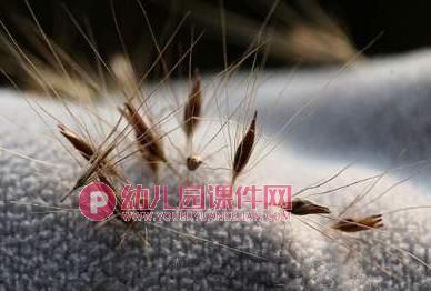 大班社会活动课件PPT《种子的旅行》PPT课件图片