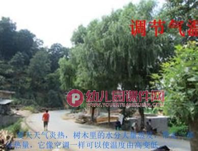 大班社会课件PPT《树木的作用》PPT课件图片