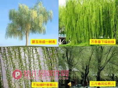 大班音乐课件PPT《咏柳》PPT课件音乐图片