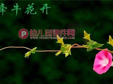 大班音乐课件PPT《牵牛花》PPT课件图片