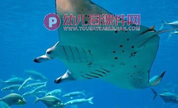 大班亲子韵律课件PPT《小黑鱼》PPT课件配乐图片