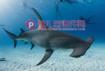 大班亲子韵律课件PPT《小黑鱼》PPT课件配乐图片