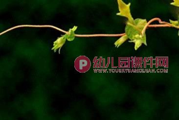 大班音乐课件PPT《牵牛花》PPT课件图片