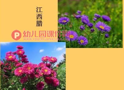 大班音乐活动课件PPT《打花巴掌》PPT课件图片