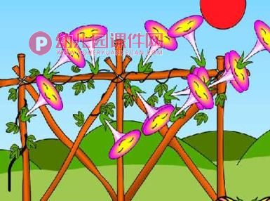 大班音乐课件PPT《牵牛花》PPT课件图片