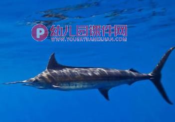 大班亲子韵律课件PPT《小黑鱼》PPT课件配乐图片