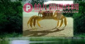 大班音乐游戏课件PPT《螃蟹歌》PPT课件图片