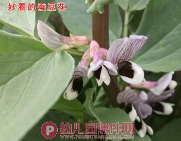 大班语言故事课件PPT《春天的电话》PPT课件图片