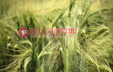 大班语言故事课件PPT《春天的电话》PPT课件图片