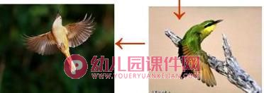 大班课件PPT《动物宝宝学本领》PPT课件图片