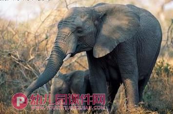 大班课件PPT《动物宝宝学本领》PPT课件图片