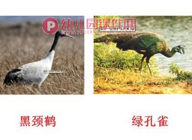 大班散文诗课件PPT《小小的希望》PPT课件图片