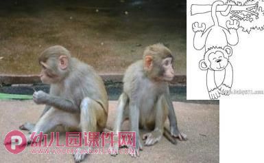 大班课件PPT《动物宝宝学本领》PPT课件图片