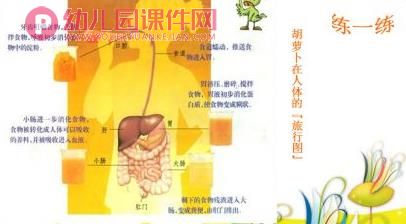 大班课件PPT《食物的消化》PPT课件图片