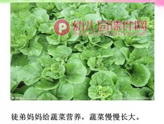 大班环境教育课件PPT《土地妈妈的营养》PPT课件图片