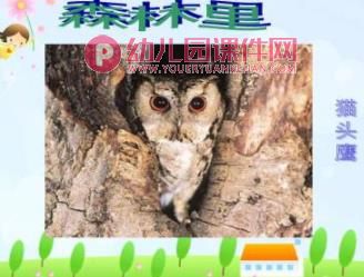 大班课件PPT《动物保护色》PPT课件图片