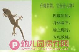 大班综合活动课件PPT《小壁虎借尾巴》PPT课件配音图片