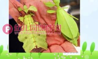 大班课件PPT《动物保护色》PPT课件图片
