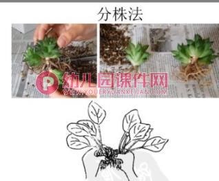 大班主题活动课件PPT《植物种植方法》PPT课件图片