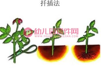 大班主题活动课件PPT《植物种植方法》PPT课件图片
