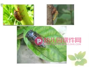 大班折纸手工课件PPT《蝉》PPT课件图片