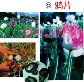 大班禁毒教育PPT课件图片