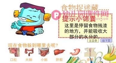 大班课件PPT《食物的消化》PPT课件图片