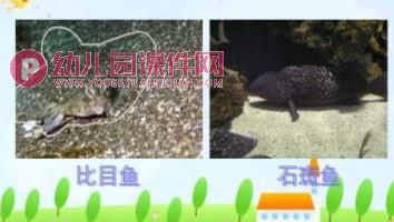 大班课件PPT《动物保护色》PPT课件图片