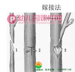 大班主题活动课件PPT《植物种植方法》PPT课件图片