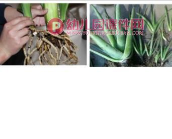 大班主题活动课件PPT《植物种植方法》PPT课件图片