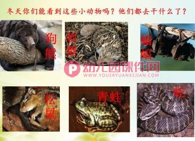 大班主题活动课件PPT《快乐的冬天》PPT课件图片